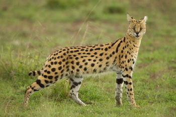 serval